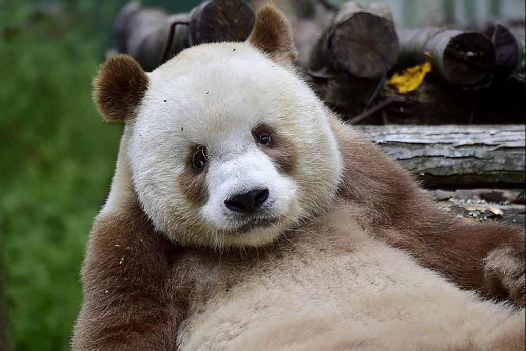 Qizai The Brown Panda