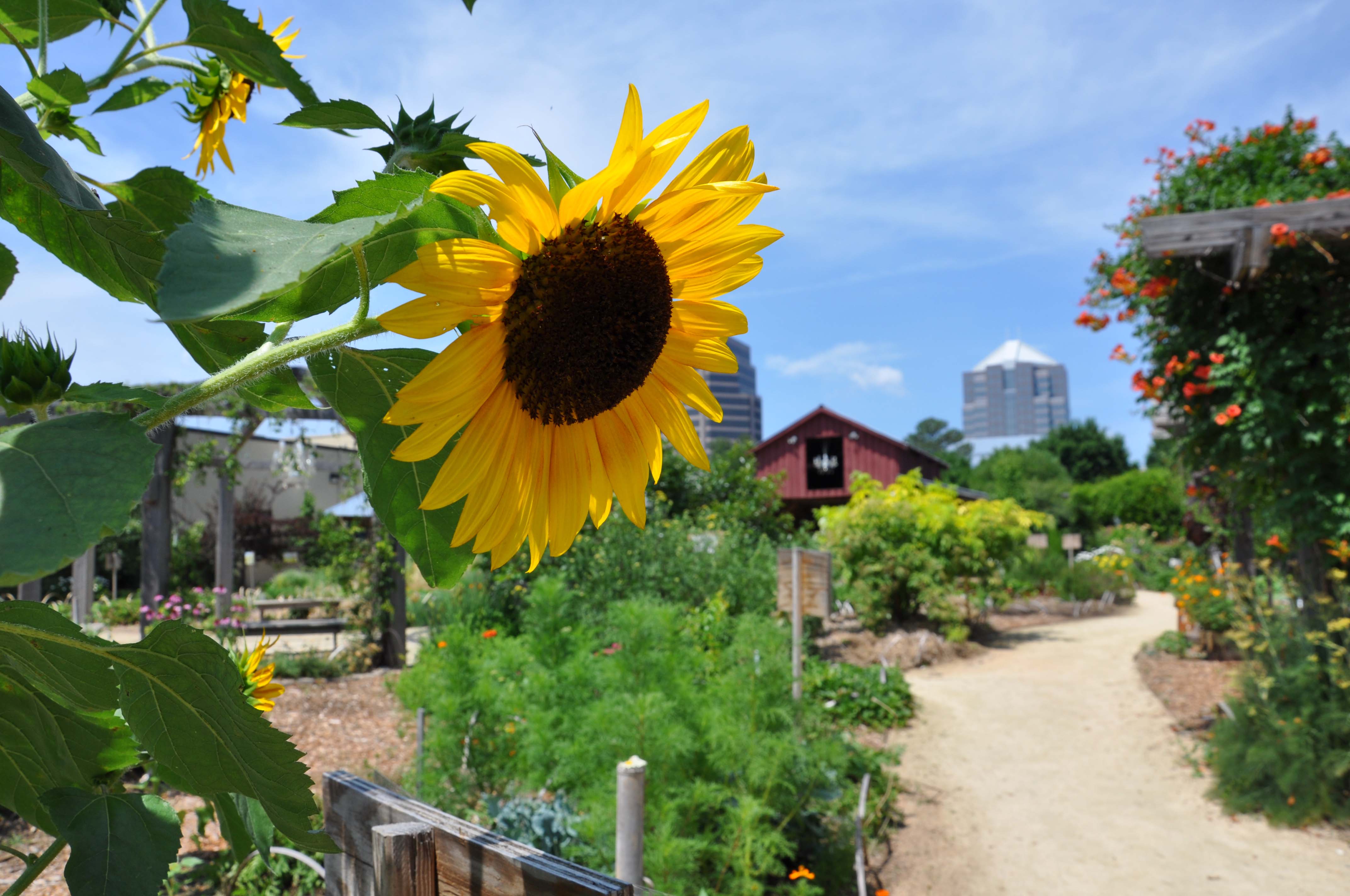 The Edible Schoolyard Greensboro